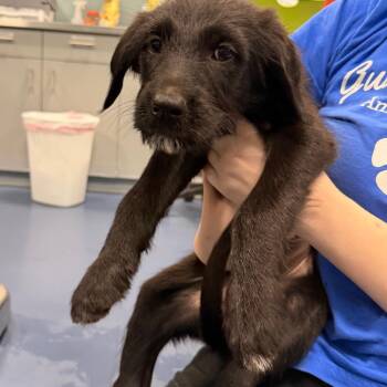 Mary Ann -  Mixed Breed Dog for Adoption in Greensboro, North Carolina - Mary Ann | PetCurious