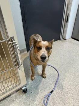 Australian Cattle Dog Blue Heeler Dogs Available for Adoption in Hamilton, Montana - Drew | PetCurious