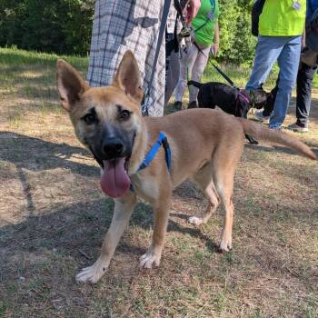 Shepherd Dogs Available for Adoption in Wake Forest, North Carolina - Dolan | PetCurious