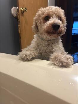 Bichon Frise and Poodle Dogs Available for Adoption in Millerstown, Pennsylvania - CAULIFLOWER | PetCurious