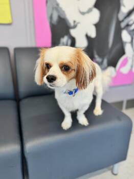 Ross -  Mixed Breed Dog for Adoption in Boston, Massachusetts - Ross | PetCurious
