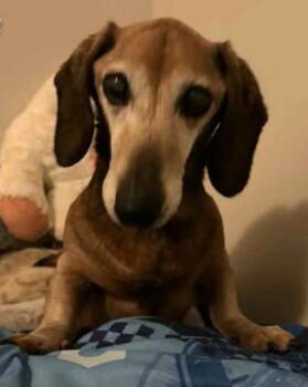 Dachshund Dogs Available for Adoption in Newport, Kentucky - Slinky | PetCurious