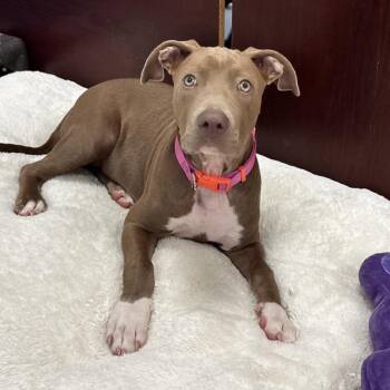 Sadie -  Pit Bull Terrier Dog for Adoption in Berlin, New Jersey - Sadie | PetCurious