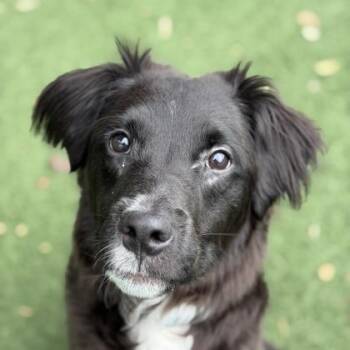 Border Collie Dogs Available for Adoption in Sacramento, California - Ace | PetCurious