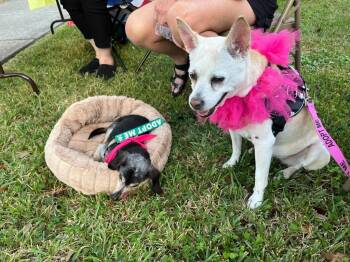 Addie (Senior in Foster) -  Hound Dog Available for Adoption in Elmwood, Louisiana - Addie (Senior In Foster) | PetCurious