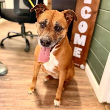 Boxer and Mixed Breed Dogs Available for Adoption in Evensville, Tennessee - Daisy Mae | PetCurious