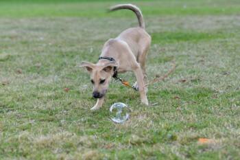 Lucky -  Hound Dog for Adoption in Mico, Texas - Lucky | PetCurious