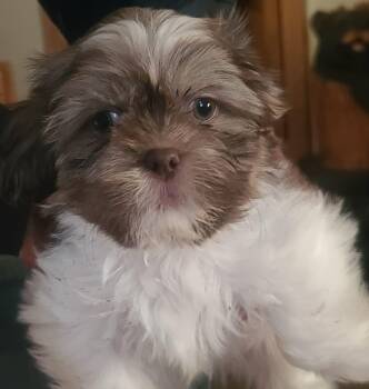 Rescue Shih Tzu Dogs for Adoption in Hartland, Wisconsin - Spunky (Spotty