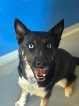 WALLY -  Husky and German Shepherd Dog Dog for Adoption in Visalia, California - WALLY | PetCurious