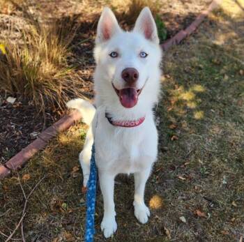 SNOW -  Husky and Mixed Breed Dog for Adoption in Minneapolis, Minnesota - SNOW | PetCurious
