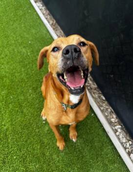 Trader Joe -  Mixed Breed Dog for Adoption in Detroit, Michigan - Trader Joe | PetCurious