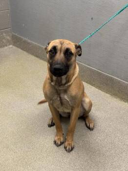 Belgian Shepherd Malinois and Mixed Breed Dogs Available for Adoption - MEL | PetCurious