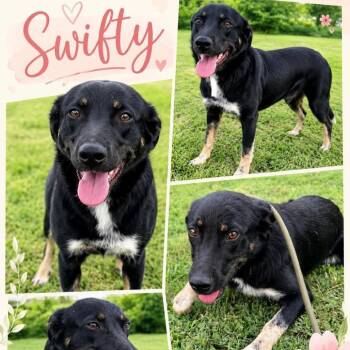 Swifty Soledad -  Shepherd and Mixed Breed Dog Available for Adoption in Hackett, Arkansas - Swifty Soledad | PetCurious