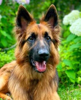 Rescue German Shepherd Dog Dogs for Adoption in Jacksonville, North Carolina - Vincent | PetCurious