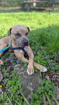 The Chosen One -  Mixed Breed Dog for Adoption in Cincinnati, Ohio - The Chosen One | PetCurious