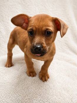 Chihuahua and Dachshund Dogs Available for Adoption in Baton Rouge, Louisiana - King Arthur  | PetCurious