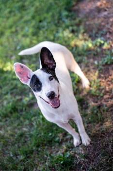 Apple -  Pit Bull Terrier and Border Collie Dog for Adoption in Colorado Springs, Colorado - Apple | PetCurious