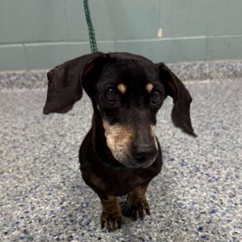 Dachshund Dogs Available for Adoption in Greenville, South Carolina - Serendipuppy | PetCurious