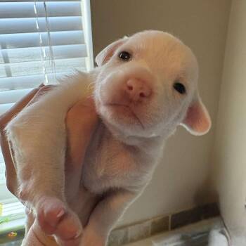 Cappuccino -  Chihuahua and Rat Terrier Dog for Adoption in Park Row, Texas - Cappuccino | PetCurious