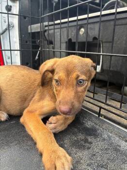 Gracie -  Labrador Retriever Dog for Adoption in Mobile, Alabama - Gracie | PetCurious