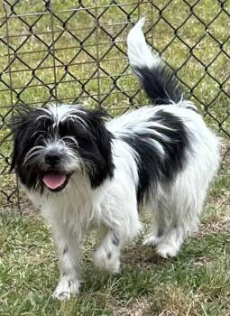 Robby -  Terrier Dog for Adoption in Meridian, Mississippi - Robby | PetCurious