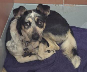 CHARM KAY -  Australian Cattle Dog Blue Heeler and Mixed Breed Dog for Adoption in Houston, Texas - CHARM KAY | PetCurious