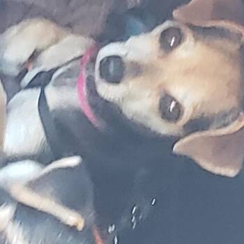 Rescue Terrier Dogs for Adoption in Murphys, California - Honey | PetCurious