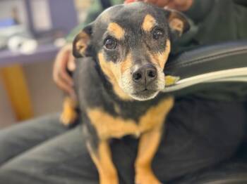Chihuahua and Mixed Breed Dogs Available for Adoption - RUFUS | PetCurious