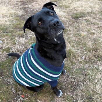 Mixed Breed Dogs Available for Adoption - Franny | PetCurious