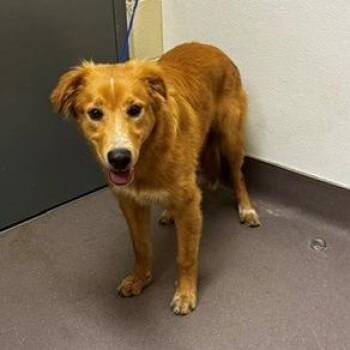 Wacka Wacka -  Golden Retriever and Mixed Breed Dog for Adoption in Norman, Oklahoma - Wacka Wacka | PetCurious