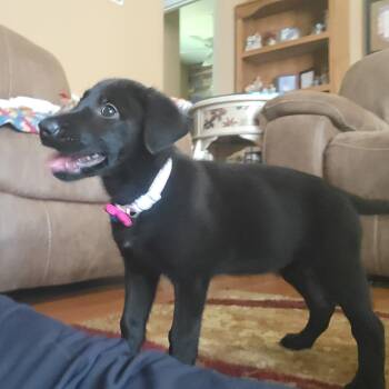 Nova -  Black Labrador Retriever Dog for Adoption in Pinellas Park, Florida - Nova | PetCurious