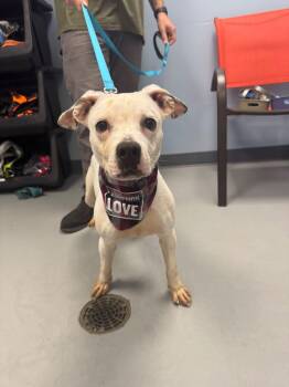 Trout -  Terrier Dog for Adoption in Zanesville, Ohio - Trout | PetCurious