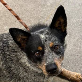 Bandit -  Mixed Breed Dog for Adoption in Las Cruces, New Mexico - Bandit | PetCurious