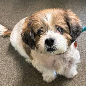 ZIP -  Lhasa Apso Dog for Adoption in Graham, Washington - ZIP | PetCurious