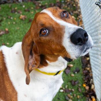 Rescue Mixed Breed Dogs for Adoption in Asheville, North Carolina - Rowena | PetCurious