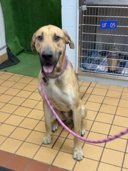 Great Dane and Mixed Breed Dogs Available for Adoption in Gainesville, Florida - Floyd | PetCurious