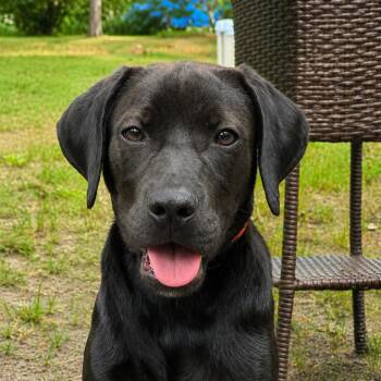 Leo -  Black Labrador Retriever Dog for Adoption in Hagerstown, Maryland - Leo | PetCurious