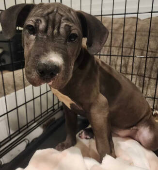 Rescue Mixed Breed Dogs for Adoption in Wyoming, Michigan - Lulu | PetCurious