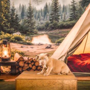 Pit Bull Terrier Dogs Available for Adoption - Sasha | PetCurious