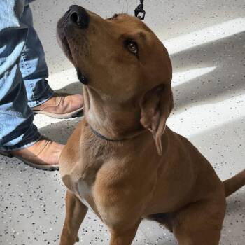 Coco -  Redbone Coonhound and Mixed Breed Dog for Adoption in Falls Church, Virginia - Coco | PetCurious
