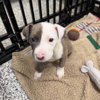 Pit Bull Terrier Dogs Available for Adoption in Fairmont, West Virginia - Buffy | PetCurious