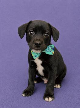 Dozer -  Chihuahua and Miniature Pinscher Dog for Adoption in Lodi, California - Dozer | PetCurious