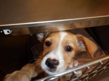 Pit Bull Terrier Dogs Available for Adoption in San Jose, California - MALT | PetCurious