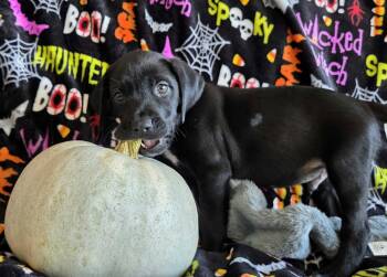 Ashby the Golden Retreiver Mix Puppy -  Golden Retriever and Labrador Retriever Dog for Adoption in Muskego, Wisconsin - Ashby The Golden Retreiver Mix Puppy | PetCurious