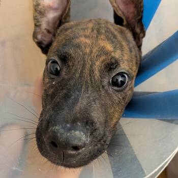 Bongo -  Mixed Breed Dog for Adoption in New York, New York - Bongo | PetCurious