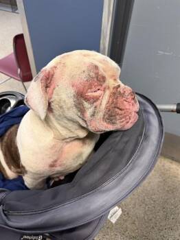 American Bulldog and Mixed Breed Dogs Available for Adoption in Doral, Florida - KARRICHA | PetCurious