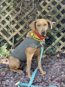 Rescue Weimaraner and Labrador Retriever Dogs for Adoption in Center Square, Pennsylvania - PIXIE PIX | PetCurious