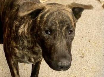 Rescue Mixed Breed Dogs for Adoption in Georgetown, Texas - Summit | PetCurious