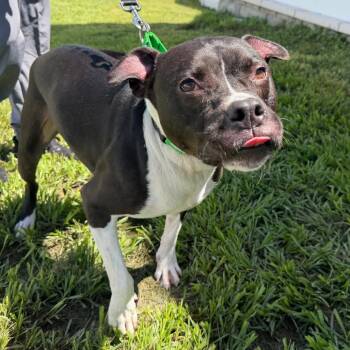 Maverick -  Terrier Dog for Adoption in Tampa, Florida - Maverick | PetCurious