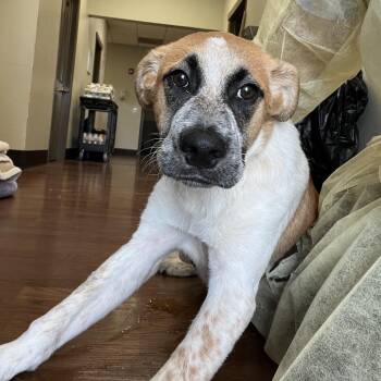 Bandit -  Labrador Retriever and Mixed Breed Dog for Adoption in Milan, Illinois - Bandit | PetCurious
